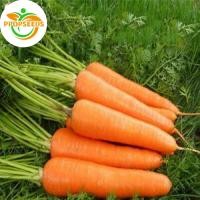 ราคา เมล็ดพันธุ์ แครอทสีส้ม บรรจุ 1000 เมล็ด เมล็ดพันธุ์พืช เมล็ดพันธุ์ผัก เมล็ดพันธุ์ดอกไม้ ของแท้ Carrot Seed-PPOP SEEDS (48753828029)