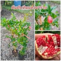 ราคา ต้นทับทิมแดงมารวยหรือแดงอินเดีย แบบกิ่งตอน (27577876358)