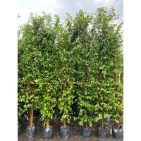 ราคา ต้นโมกพวง ( ชุดละ 3 ต้น )ไม้มงคล ดอกมีกลิ่นหอม “สูง 2 เมตร” ต้นแข็งแรง พร้อมปลูก (24543481837)