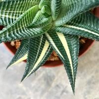 ราคา ม้าเวียนด่าง ฮาโวเทีย ราคาพิเศษ (ส่งทั้งกระถาง) (40450852691)