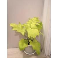 ราคา ต้นฟิโลใบมะละกอสีทอง​​ ฟิโลญาญ่า philodendronselloum ต้นหายากที่ใครๆชื่นชอบ เลี้ยงไม่ยากแถมยังนำมาตกแต่งห้องสวยงาม (6635731828)