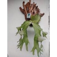 ราคา กระเช้าสีดา Platycerium wandae พร้อมแขวน ติดไม้เรียบร้อย เฟิร์นชายผ้าสีดา (12383060539)