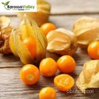 ราคา เมล็ด CAPE GOOSEBERRY 20เมล็ดแคระผลยาวสูงในแร่ธาตุและวิตามิน EASYGROW ทานตะวัน (16493811513)
