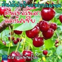 ราคา ต้นเชอรี่แดงพันธุ์รัสเซีย เชอรี่นอก 80-90cm ต้นเสียบยเอดไม้นำเข้า สามารถปลูกได้ทุกภาคของไทย (24256641703)