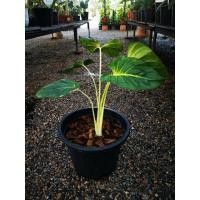 ราคา ว่านเสน่ห์จันทร์ขาว ราคาถูก พร้อมจัดส่งทุกต้น!! (10242370448)