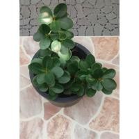 ราคา ต้นช้อนเงินช้อนทอง ช้อนเงินช้อนทอง Banyan Tree ไม้มงคล ไม้ฟอกอากาศ (10159129702)