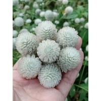 ราคา ดอกบานไม่รู้โรยสีขาว40เมล็ด (9616553187)