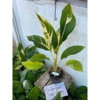 ราคา ต้นกล้วยพัดด่างแคระ #3 ต้นที่ส่ง คือ ต้นในรูป (24072944684)