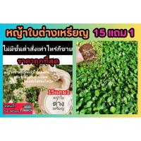 ราคา หญ้าใบต่างเหรียญ​ .หญ้าสนามพร้อมปลูก รากแข​็งแรง ไม่ต้องตัด​ ต้นหญ้า​ สนาม​ หญ้านวลน้อย​ หญ้ามาเล​ หญ้าปักกิ่ง แต่งสวน (26300007581)