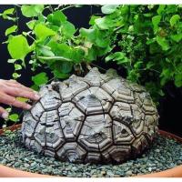 ราคา ต้นกระดองเต่าแอฟริกา (DIOSCOREA ELEPHANTIPES) (25588509658)