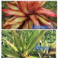 ราคา หน่อ-สับปะรดสี#bromeliad# Neo Shelldance #ต้นไม้สวยงาม# ไม้ประดับ# ตกแต่งบ้าน#bromeliad# ไม้ประดับ (14868581550)
