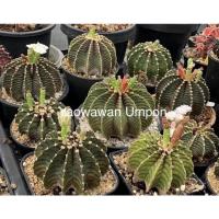 ราคา เมล็ด LB 2178 แท้ x LB 2178 แท้ ชุดละ 150 เมล็ด (13612490750)