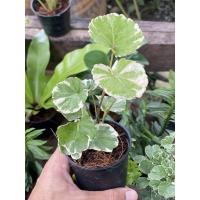 ราคา ต้นเล็บครุฑ่าง เล็บครุฑด่าง (42268375159)