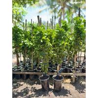 ราคา {แพ็คคู่2ต้น} สูง60-70เซนติเมตร กิ่งตอนแก้วเจ้าจอมพันธุ์10ใบ(6+4) (43051702128)