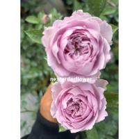 ราคา กุหลาบเอมตี้ Emty กุหลาบหอมทรงถ้วยดอกกลมเป็นลูกบอล กุหลาบเลื้อยสีม่วงวินเทจ ที่จริงใจ ม่วงแบบพาสเทล สวยหอม เลี้ยงง่าย (29242848204)