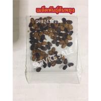 ราคา ผลิตภัณฑ์ใหม่ เมล็ดพันธุ์ 2022พยูง พยุง เมล็ดอวบอ้วนต้นไม้พยูง ไม้พยุง มะค่า เมล็ดพันธฺุ์ต้นมะค่า ต้นมะค่า ไม้/ผักบุ้ง (19668128740)