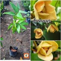 ราคา ต้นนมแมว นมแมว ไม้โบราญดอกหอม (25490985187)