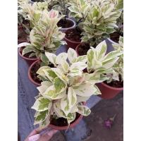 ราคา ไทรเกาหลีด่าง ไม้ด่าง (13101945697)