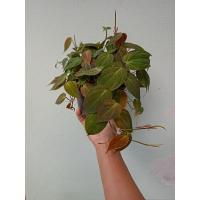 ราคา พลูสนิม Black Gold Philodendron, Velour Philodendron (16376736530)