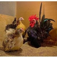 ราคา ไข่เชื้อ ไก่แจ้สีประดู่ ไก่แจ้ญี่ปุ่น (21675157109)