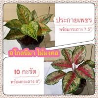 ราคา อโกลนีมา ไม้มงคล ต้นประกายเพชร ต้นสิบกะรัต ส่งพร้อมกระถาง (23122531295)