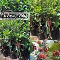 ราคา ต้นละมุดสีดา เป็นละมุดพันธุ์ไทยโบราณที่ใกล้สูญพันธุ์ (42716963873)