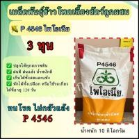 ราคา ไพโอเนีย 4546 เมล็ดพันธุ์ข้าวโพดเลี้ยงสัตว์ลูกผสม เม็ด 3 หุน ขนาด 10 กิโลกรัม (25309118952)