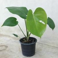 ราคา มอนสเตอร่าพันธ์ไจแอนท์ | Monstera **ส่งพร้อมกระถาง 6 นิ้ว (3543778666)