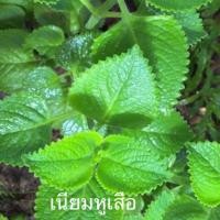 ราคา ต้นหูเสือ เนียมหูเสือ ให้กลิ่นหอม ออริกาโน่ ต้นหูเสือขายพร้อมกระถาง แพคแบบมืออาชีพ #ออริกาโนเมืองไทย (7934952670)