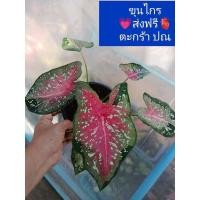 ราคา ขุนไกรบอนสี บอนสีตับขุนช้างขุนแผน ต้นโตแล้ว บอนสีโบราณป้ายทูุกใบไซด์ตั้งแม่ส่งฟรี (12961916230)