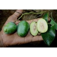 ราคา ต้นพันธุ์กระบกหรือต้นพูนทรัพย์ ไม้มงคล ไม้ยืนต้นใหญ่ ทำไม้ล้อม ราคา49 บาท (14752430920)