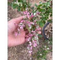 ราคา ต้นมะขามเทศด่าง ต้นที่ส่ง คือ ต้นในรูปไซส์ใหญ่กระถาง 12 นิ้ว (28785771298)