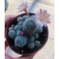 ราคา รีบูเทีย (Rebutia) แคคตัส สายดอก ฟอร์มกอ ส่งต้นพร้อมกระถาง (11126996758)