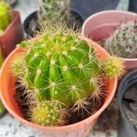 ราคา แคคตัส ดาวล้อมเดือน Echinopsis (6035656102)
