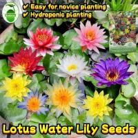 ราคา เมล็ดพันธุ์บัวจิ๋ว เมล็ดดอกบัว Lotus Water Lily Seeds Flower Seed บอนสี เมล็ดดอกไม้ เมล็ดบัวแคระ บอนไซ เมล็ดดอกบัวน้ำ (25393781060)