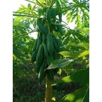 ราคา เมล็ดพันธุ์มะละกอคั่ง 20 เมล็ด 20 บาท (26702255050)