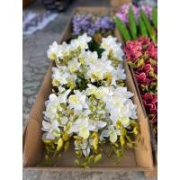 ราคา กล้วยไม้ปลอม กล้วยไม้ป่า (คัดเกรด) (40505320001)