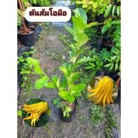 ราคา ต้นส้มโอมือ ส้มโอมือ ส้มมือ (45053400173)