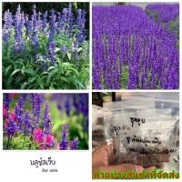 ราคา (ขาย เมล็ด ) ต้น ดอก เมล็ด บลูซัลเวีย Blue Salvia เมล็ดพันธุ์ดอกไม้สวยงาม สีม่วง ม่วง (4083703618)