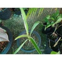 ราคา พลับพลึงด่าง ส่งต้นในรูป (11708579467)