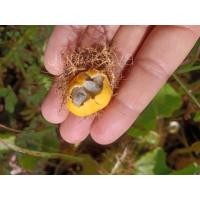 ราคา ตำลึงป่าหรือกะทกรกป่าจำนวน10++เมล็ด (8558109944)