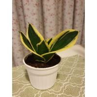 ราคา ต้นลิ้นมังกรด่างแคระ ช่วยฟอกอากาศ ต้นไม้มงคล ในกระถาง 3.5 นิ้ว (3844982486)