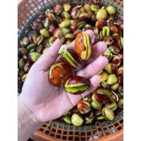 ราคา ลูกเนียงเพาะ ลูกเนียงหมาน ผักเคียงจิ้มน้ำพริกแสนอร่อย ขนาด500g (43116009159)