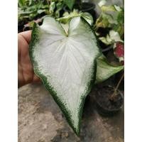 ราคา บอนสีกวนอิม~บอนสีขาว (10344857088)