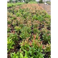 ราคา ต้นคริสติน่า กระถาง6” (40874397903)