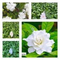 ราคา ต้นพุดสาคร พุดดอกซ้อน ไม้ดอกหอม ดอกใหญ่ (43353915669)