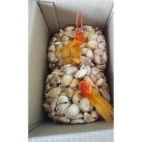 ราคา กระเทียมจีนแกะกลีบ 10กิโล (แพ็คถุงตาข่าย ถุงละ1กิโล/10ถุง) (24226777942)