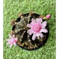 ราคา พร้อมส่งยิมโนแคคตัสผิวม่วงติดหน่อรอบติดดอกเยอะส่งทั้งกระถาง (20329911868)