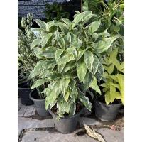 ราคา ต้นใบเงิน ใบทอง ไบนาก สามกษัตริย์ กระถาง 11 นิ้ว (14113004130)