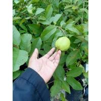 ราคา ต้นฝรั่งกิมจูไร้เมล็ด (26114121618)